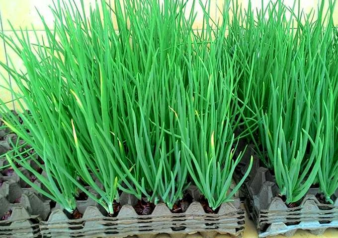 Cách trồng hành thủy sinh