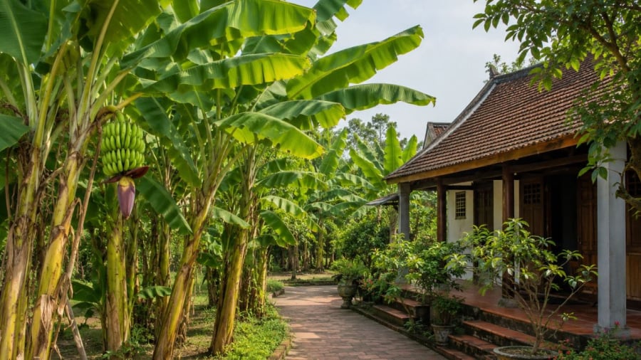Chuối là cây phổ biến nhưng chú ý vị trí trồng