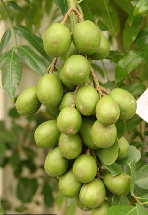 1428294002-june-plum-lg