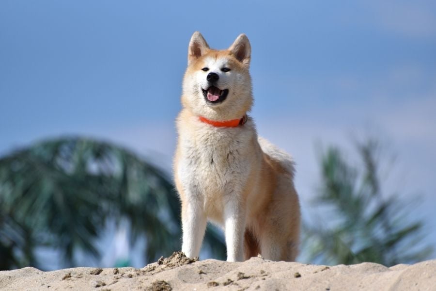 akita-inu-giong-cho-trung-thanh-cua-nhat-ban
