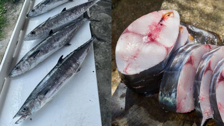Cá thu vua được xếp vào nhóm những loài cá có hàm lượng methylmercury cao nhất với hàm lượng 0,73 ppm. 
