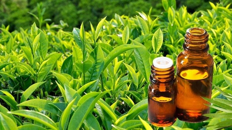 Chiết xuất trà xanh là một trong những thành phần phổ biến trong các sản phẩm hỗ trợ kiểm soát cân nặng. 
