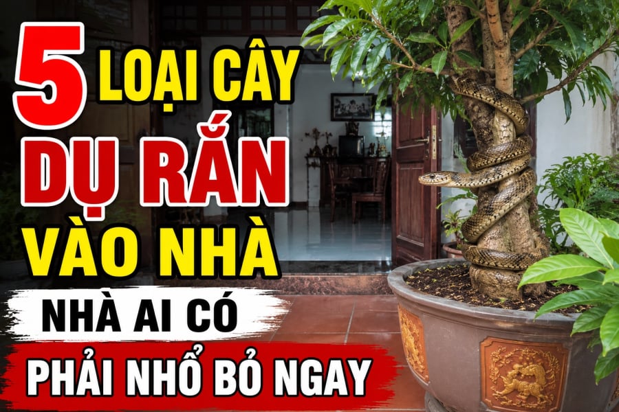 5 loại cây dụ rắn vào nhà, nhà ai có phải nhổ bỏ ngay