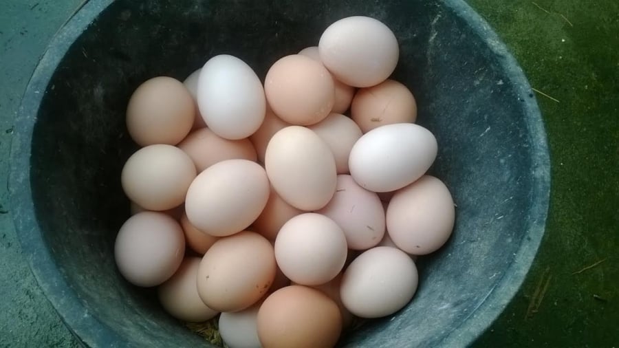 Người mắc 1 trong 5 bệnh này nên hạn chế ăn trứng gà, càng ăn càng hại