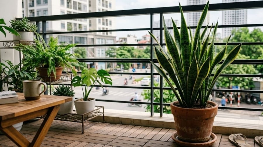 Cây lưỡi hổ có khả năng chịu nắng tốt, có thể trồng ở khu vực ban công.