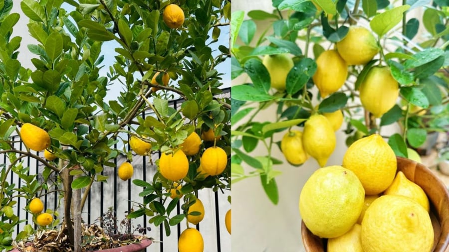 Bạn nên trồng cây chanh vàng từ cây chiết từ cành của cây mẹ có các đặc tính tốt như khỏe mạnh, sai quả.