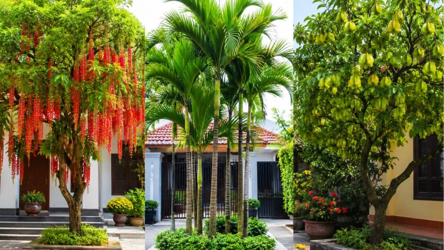 Người xưa rất chuộng những loại cây cảnh này, dẫn giã nhưng lại mang nhiều ý nghĩa
