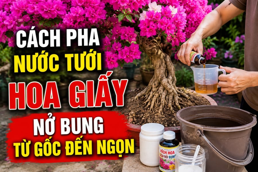 Cách pha nước tưới hoa giấy nở bung từ gốc đến ngọn