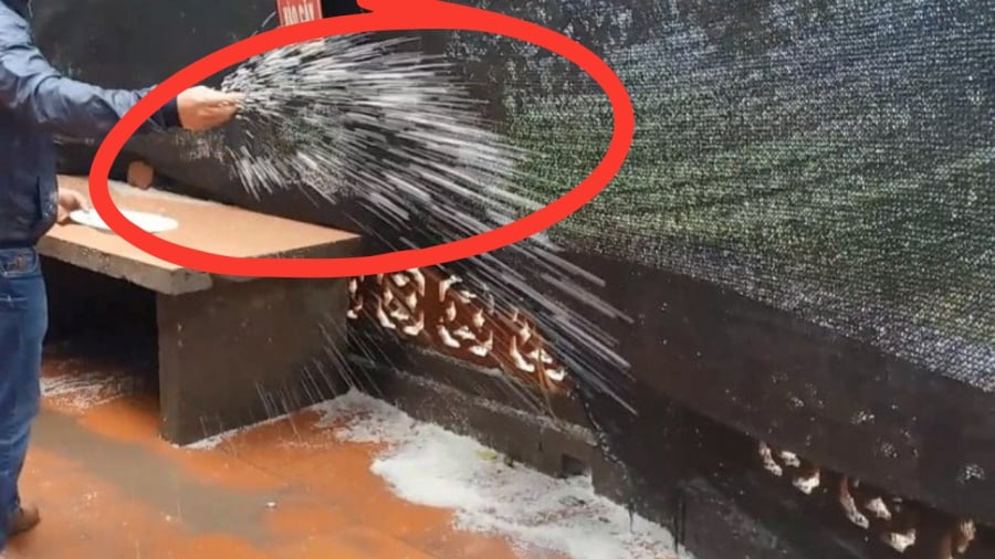 Tại sao bạn nên rắc một nắm muối quanh nhà khi trời mưa?