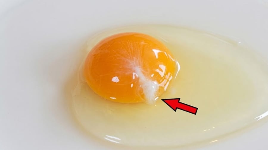 Vệt trắng đục trong quả trứng được gọi là dây chằng (chalazae)