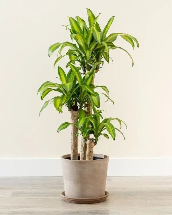 Lưu ý vị trí trồng cây thiết mộc lan
