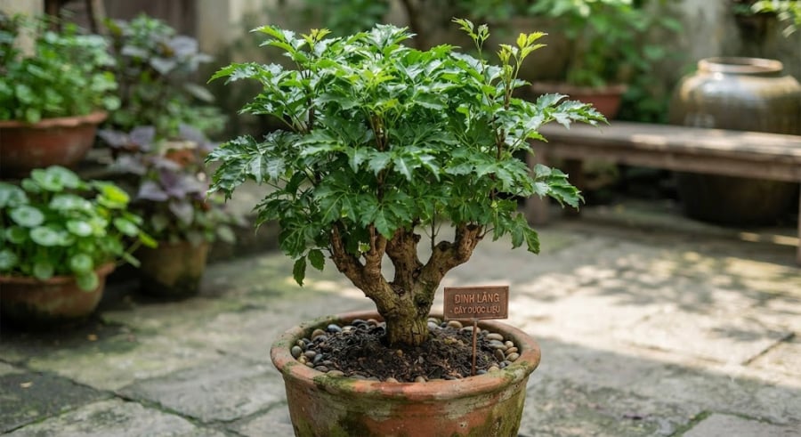 Theo quan niệm dân gian, trồng đinh lăng trước cửa nhà hoặc trong sân vườn giúp chắn luồng khí xấu, đồng thời lá cây xanh tốt quanh năm còn tượng trưng cho sự sinh sôi, nảy nở về tiền bạc.
