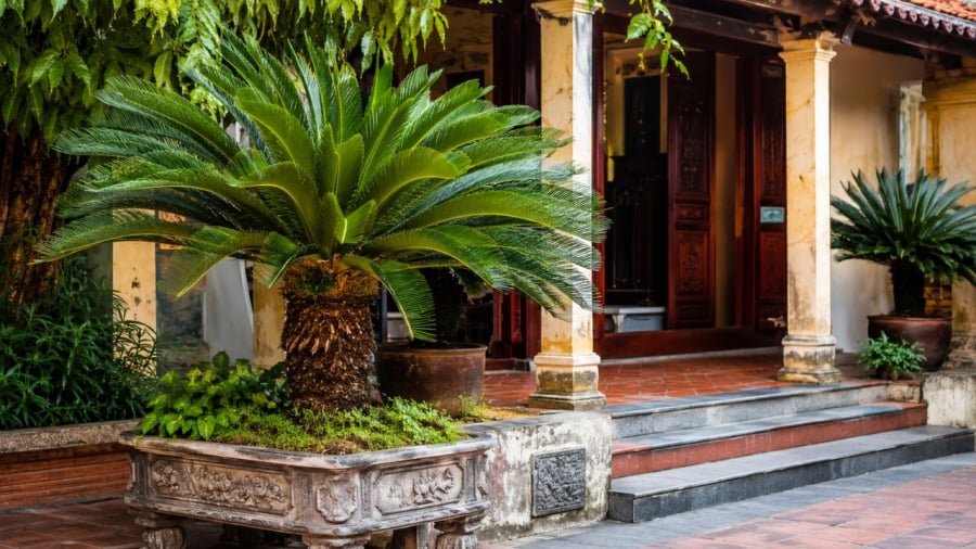 Cây vạn tuế, biểu tượng cây cảnh của một thời