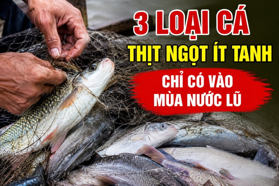 3 loại cá thịt ngọt ít tanh, chỉ có vào mùa nước lũ