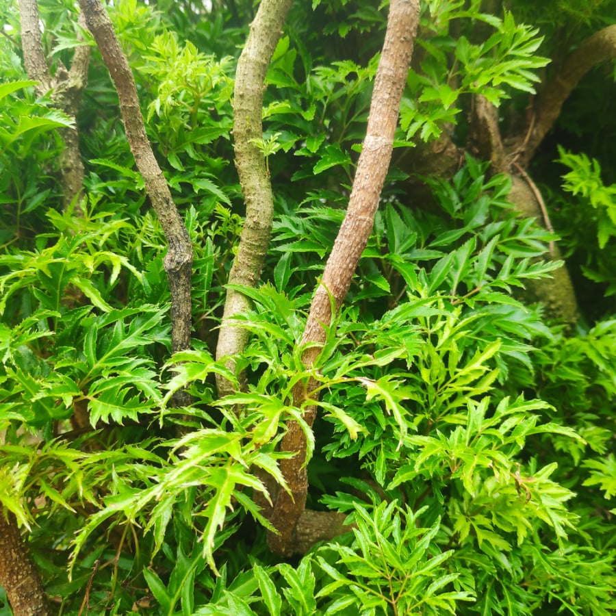 Đinh lăng là cây dễ trồng, dễ chăm sóc    