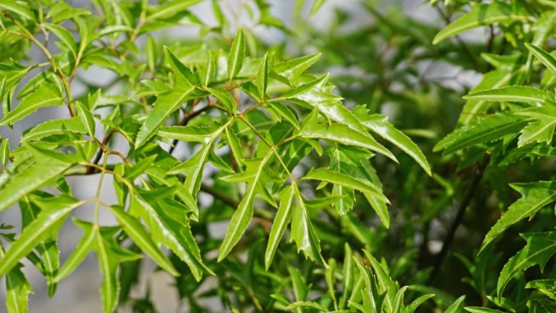 Góp phần tạo không gian sống xanh    