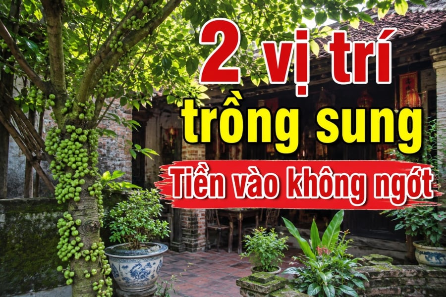 2 vị trí trồng sung Tiền vào không ngớt  
