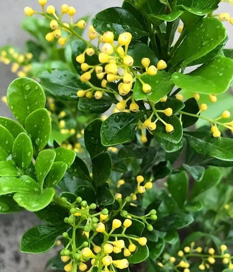 Cây ngâu không chỉ làm cảnh