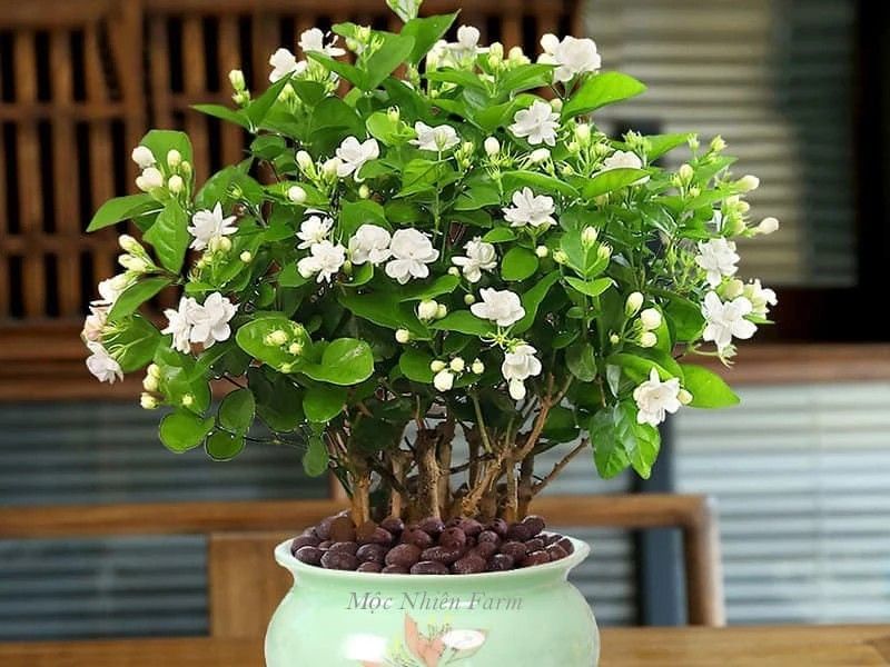 Hoa nhài mang lại hương thơm trong đời sống và ẩm thực
