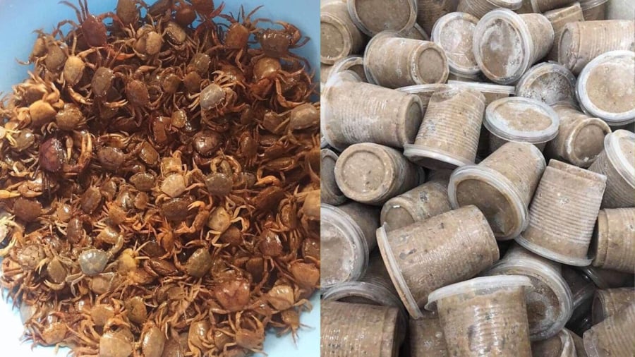 Cua có thể đem sơ chế, xay nhuyễn rồi cấp đông. 