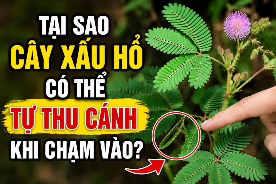 Tại sao cây xấu hổ có thể tự thu cánh khi chạm vào?