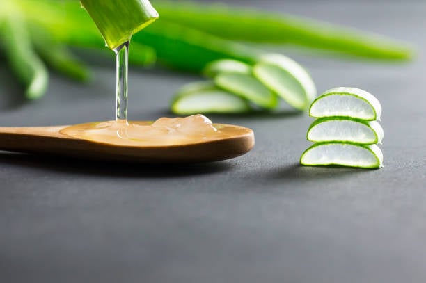 Ngoài khả năng làm dịu, gel lô hội còn bổ sung độ ẩm cho da đầu, giúp làm mềm các mảng da khô bong tróc và hỗ trợ giảm tình trạng gàu do thiếu ẩm. 
