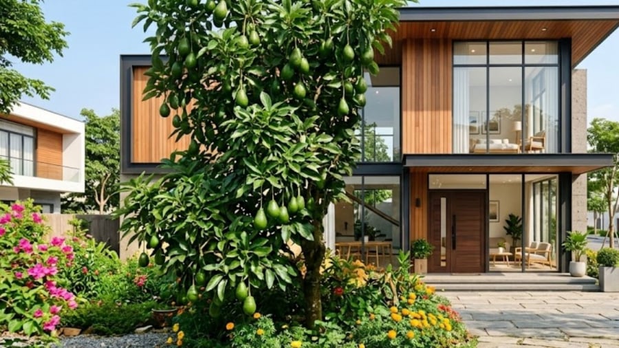 Cây bơ trồng trước nhà không chỉ để làm cảnh, lấy quả hay bóng mát mà còn có ý nghĩa phong thủy riêng.