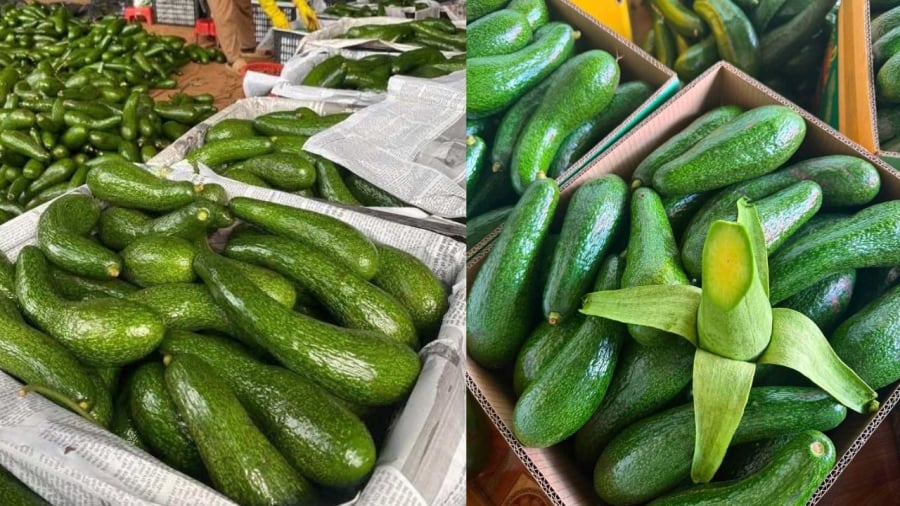 Bạn có thể ủ cho bơ chín từ từ để dùng dần.