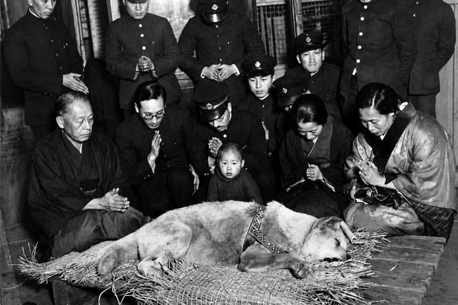 hachiko-tro-thanh-bieu-tuong-noi-tieng-ve-long-trung-thanh-tai-nhat-ban