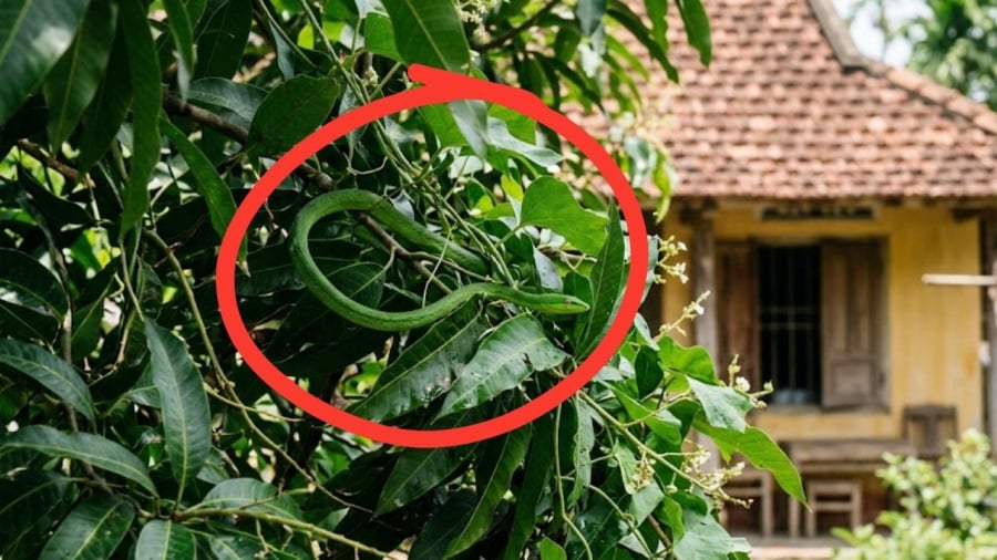 Để ngăn rắn vào nhà, bạn có thể áp dụng một số biện pháp đơn giản.