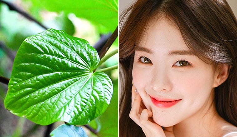 Một trong những công thức được nhiều người áp dụng là kết hợp nước cốt lá lốt với mật ong nguyên chất. 