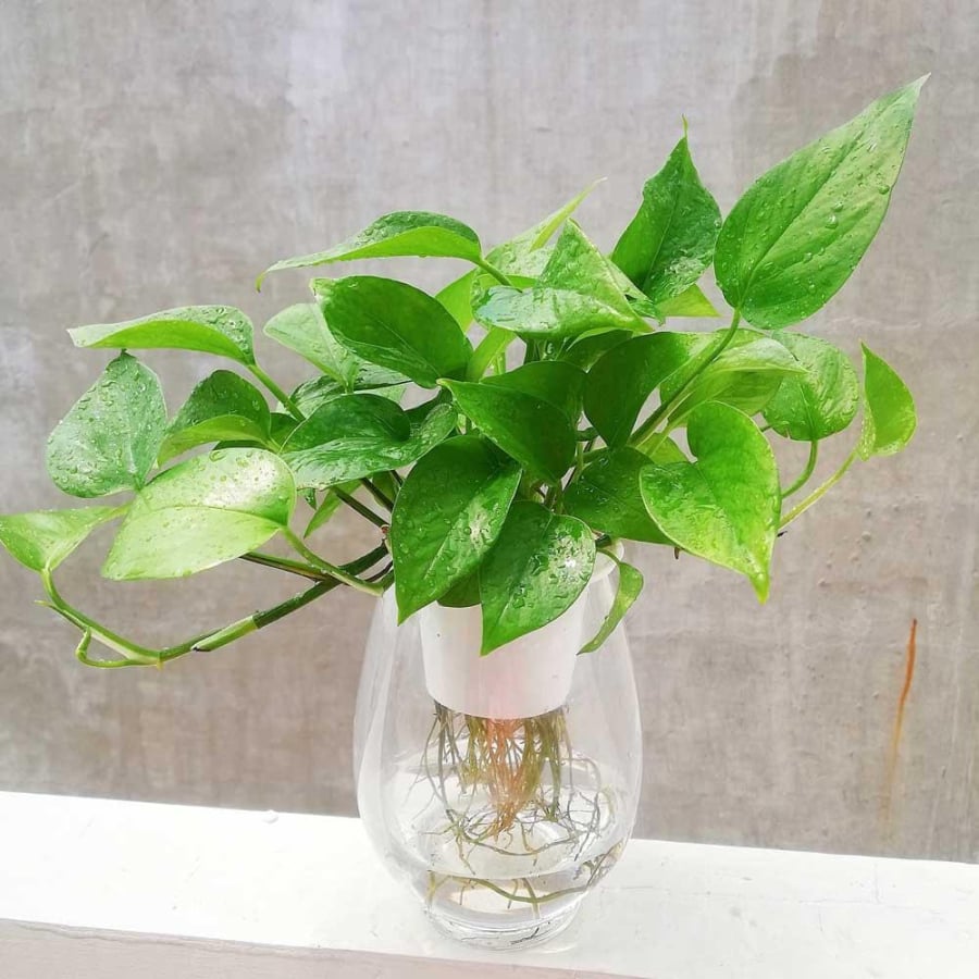 Đặt trong phòng khách để tăng tính thẩm mỹ    