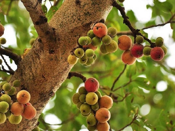 Cây sung có bộ rễ khá phát triển, vì vậy trồng cách xa nền móng, tường hoặc hệ thống thoát nước sẽ giúp cây sinh trưởng tốt và hạn chế ảnh hưởng đến các công trình xung quanh.