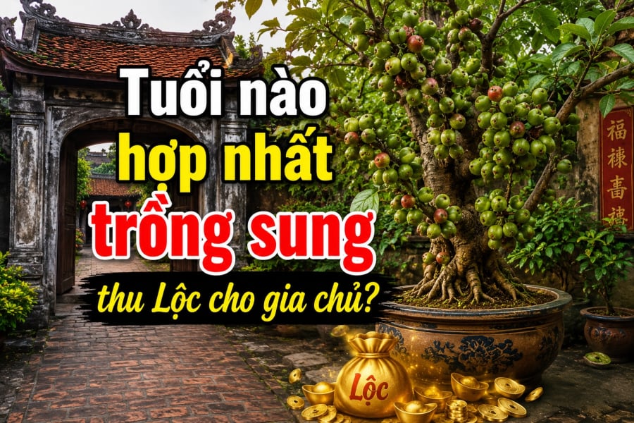 Tuổi nào hợp nhất trồng sung thu Lộc cho gia chủ?