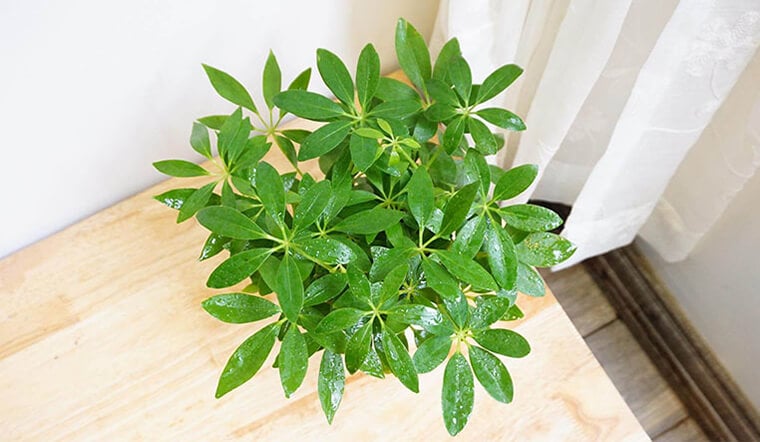 Khi trồng ngũ gia bì trước cửa, không nên đặt cây chắn lối đi hoặc che khuất hoàn toàn cửa chính. 