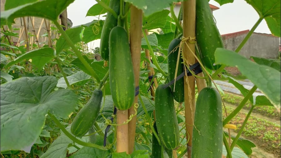 Ai không nên ăn dưa chuột?