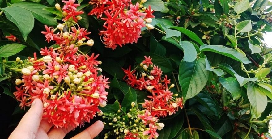 Trước hết, xét về mặt hình thức, Sử Quân Tử là loại cây có hoa rất bắt mắt, khi nở rộ có màu đỏ, mùi thơm dịu như kẹo.
