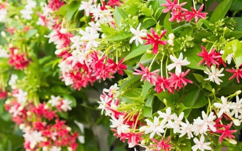 Về mặt phong thủy, tên gọi “Sử Quân Tử” mang ý nghĩa tượng trưng cho người quân tử – ngay thẳng, chính trực và có khí chất.