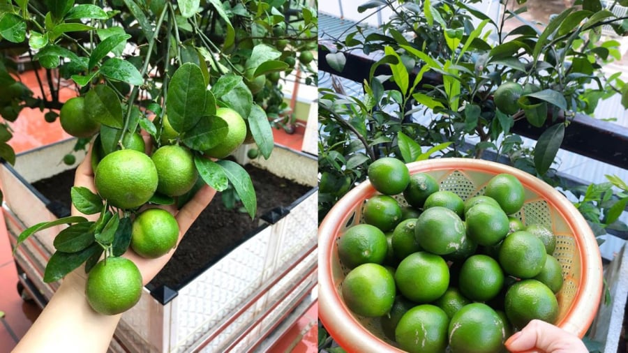 Khi trồng chanh, bạn cần chọn đúng giống cây mà mình cần, chọn đất và chậu phù hợp để cây phát triển tốt.