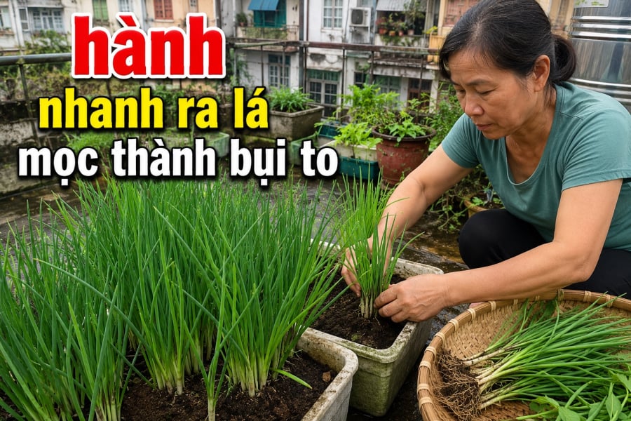 Dưới đây là những mẹo đơn giản nhưng cực kỳ hiệu quả mà nhiều người làm vườn lâu năm vẫn thường áp dụng.