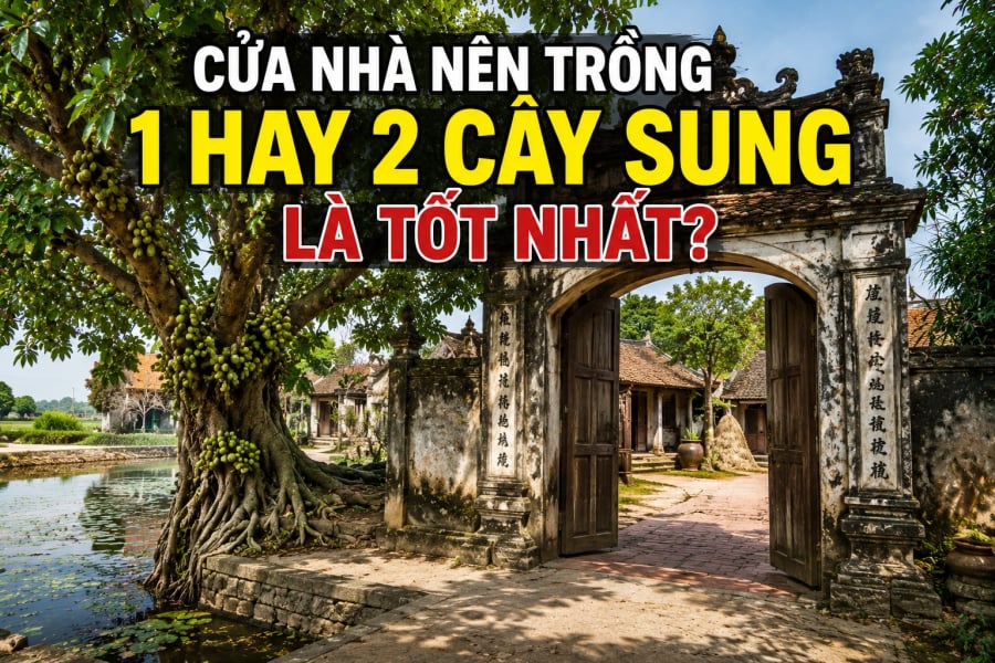 Cửa nhà nên trồng 1 hay 2 cây sung là tốt nhất?