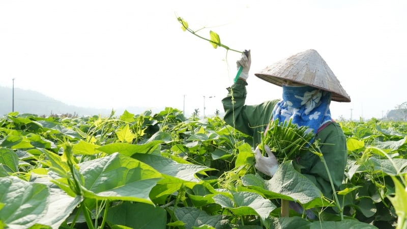 Su su là cây ưa ẩm nhưng rất sợ úng nước.