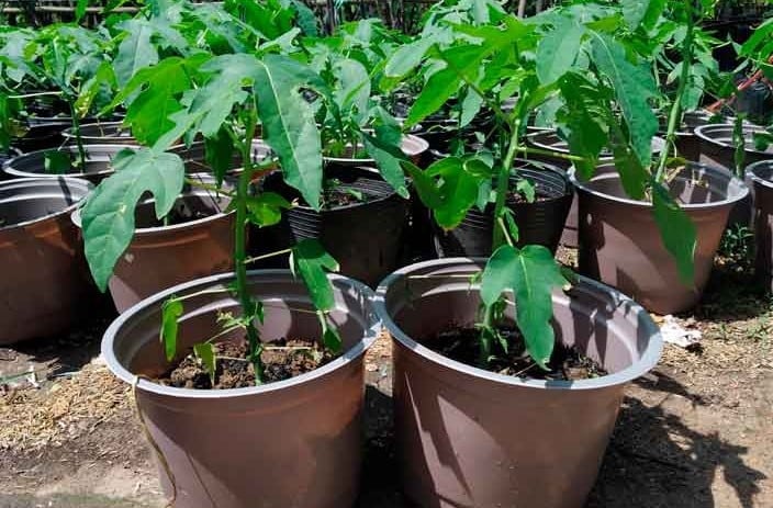 Để trồng đu đủ hiệu quả cao, bạn nên ưu tiên các giống đu đủ lùn hoặc siêu lùn vì chúng có khả năng thích nghi tốt với không gian nhỏ hẹp và cho trái sớm
