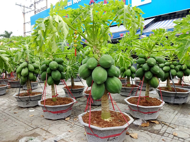 Đu đủ là cây ưa nắng