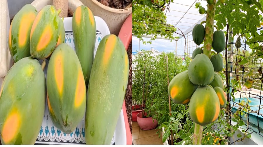 Để cây đu đủ trồng chậu cho năng suất cao, bạn chỉ nên trồng mỗi chậu một cây để đảm bảo không gian cây phát triển và đủ dinh dưỡng