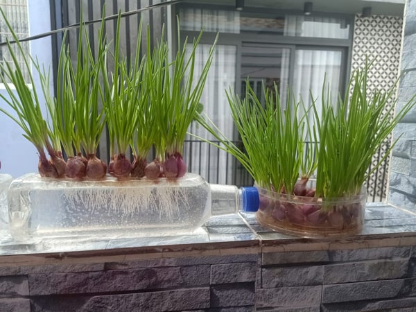 Cách trồng hành lá thủy sinh rất dễ, bạn chỉ cần chuẩn bị những nguyên liệu rất đơn giản và dễ tìm trong nhà bếp