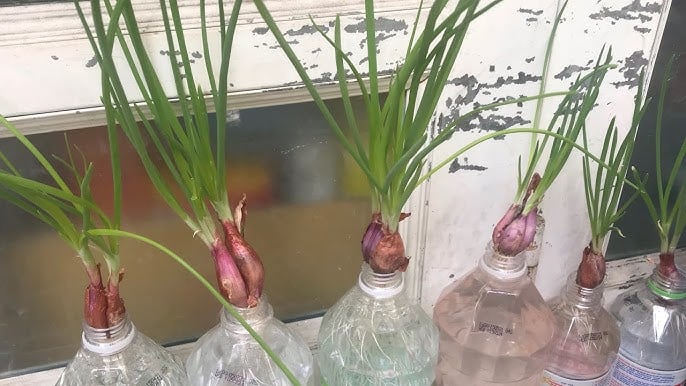 Chỉ nên để cây ở chỗ thoáng, ánh nắng nhẹ yếu, không để ở nơi nắng gắt vì mầm lên sẽ bị táp, vàng