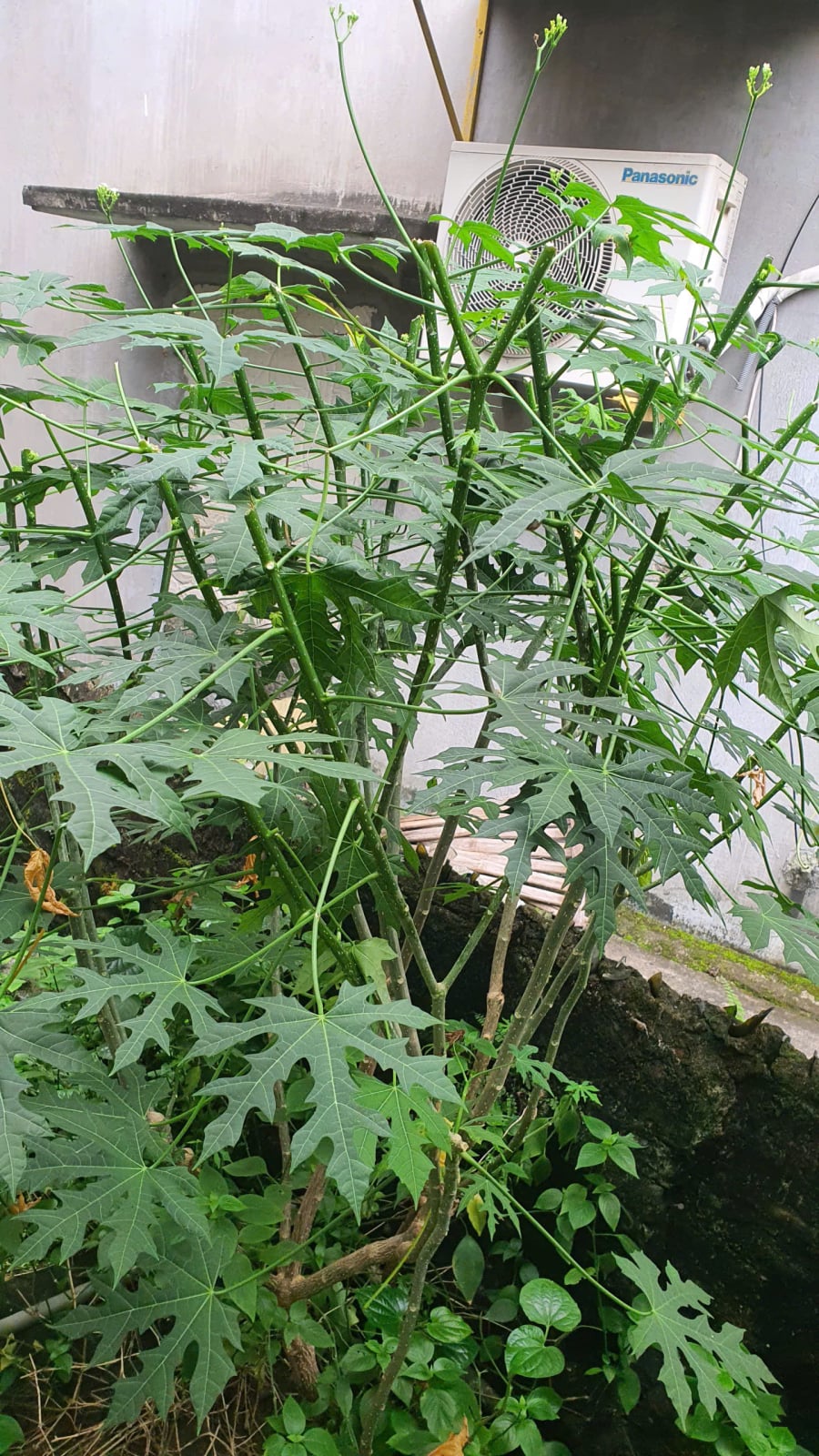 Cây mì chính rất dễ phát triển