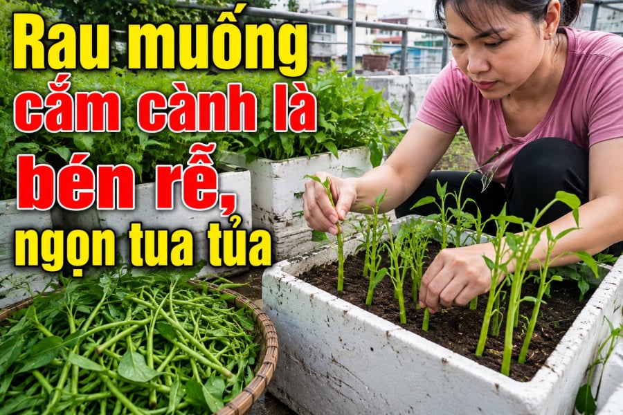 Cây bén rễ nhanh hơn, ít bị úng, ít sâu bệnh và sau khoảng 20–30 ngày đã có thể cắt lứa đầu tiên.