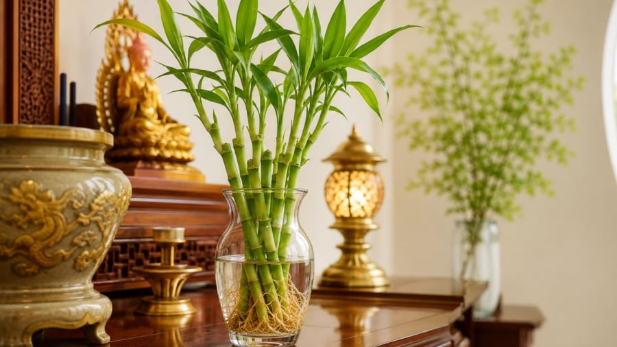 Nhiều gia đình thích trồng cây phát tài để ở ban thờ nhưng cây lại hay bị vàng úa